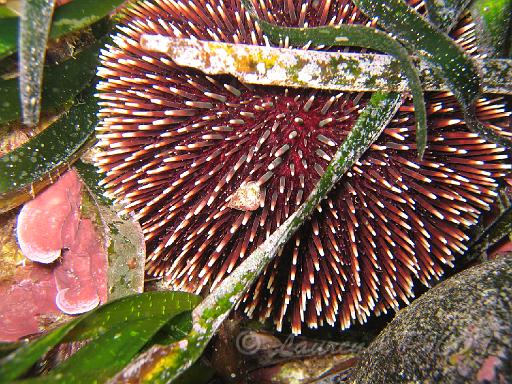 oursin granuleux - Sphaerechinus granularis.JPG